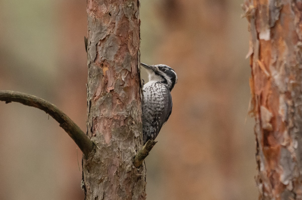 Eurasian Three-toed Woodpecker - Yana Tolmachova