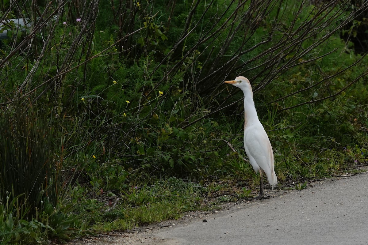 Western Cattle Egret - ML617462370