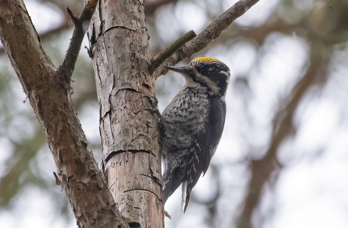 Eurasian Three-toed Woodpecker - ML617462372