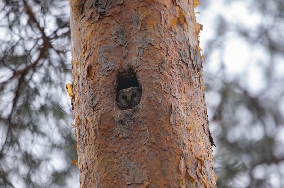 Boreal Owl - Yana Tolmachova