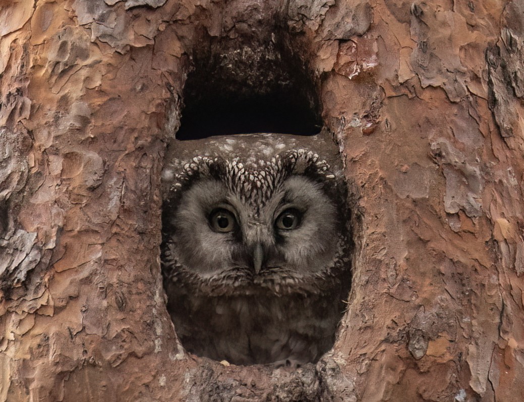 Boreal Owl - Yana Tolmachova