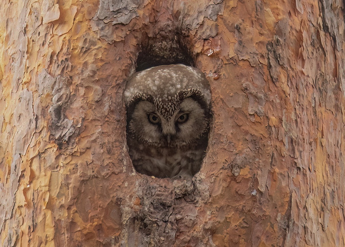 Boreal Owl - Yana Tolmachova