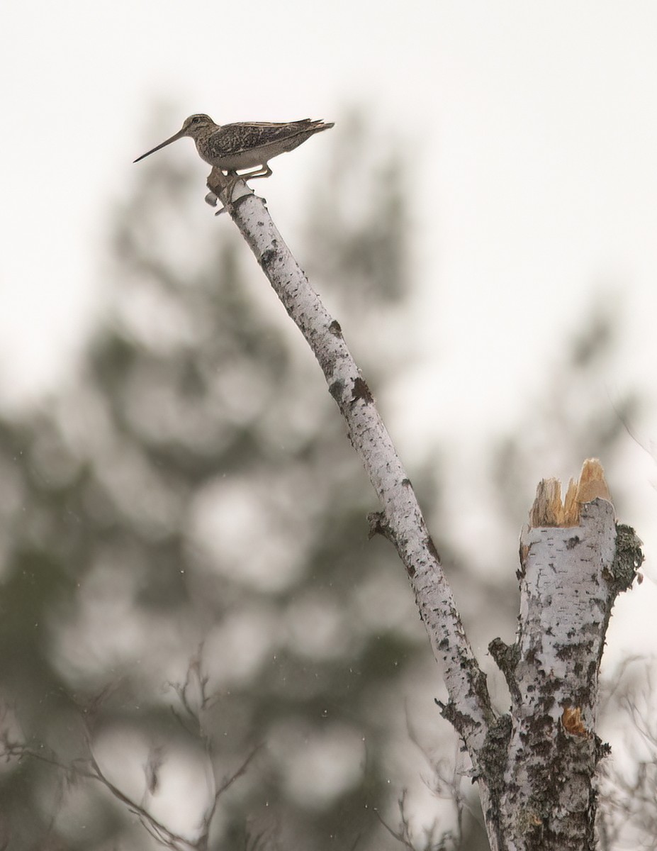 Common Snipe - Yana Tolmachova