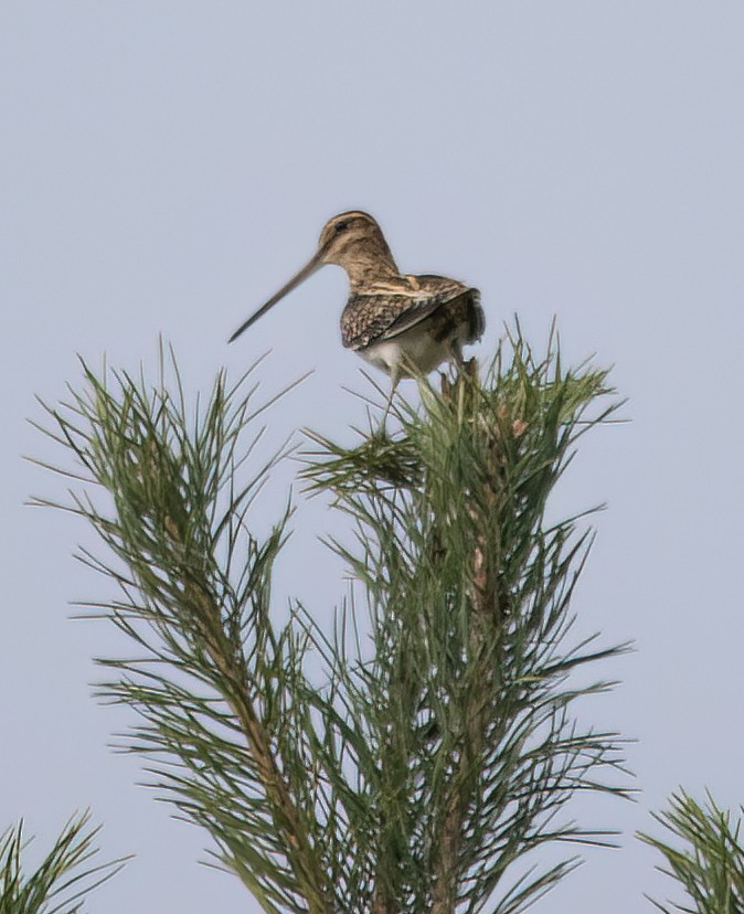 Common Snipe - ML617462391