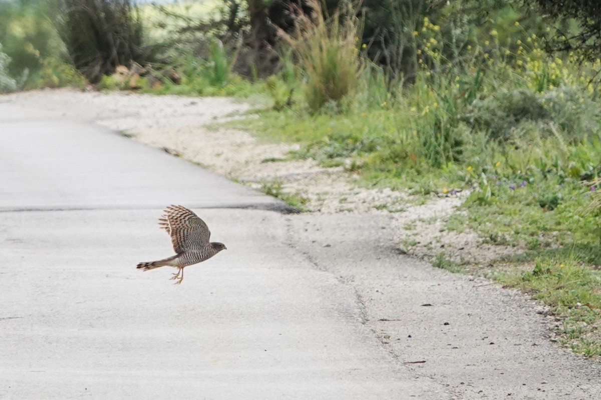 Eurasian Sparrowhawk - ML617462393