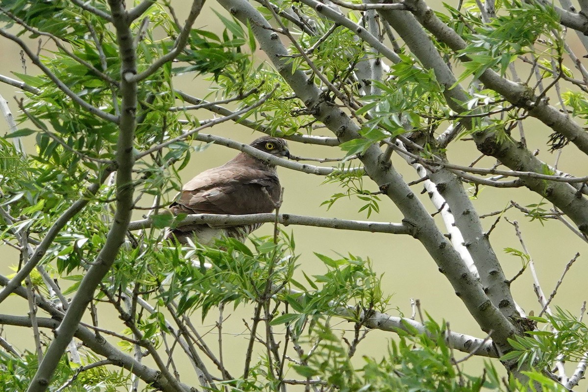 Eurasian Sparrowhawk - ML617462394