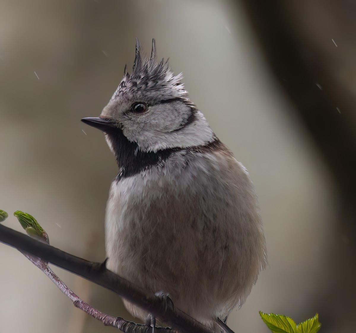 Crested Tit - Yana Tolmachova