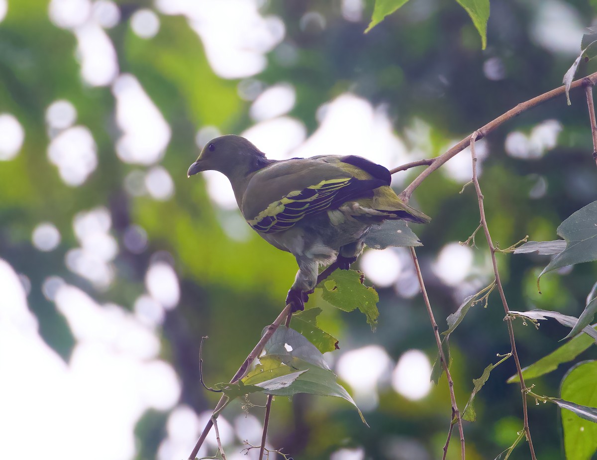 Sumba Green-Pigeon - ML617462418