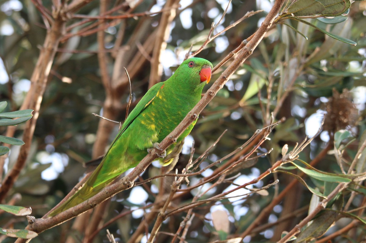 Scaly-breasted Lorikeet - ML617462419