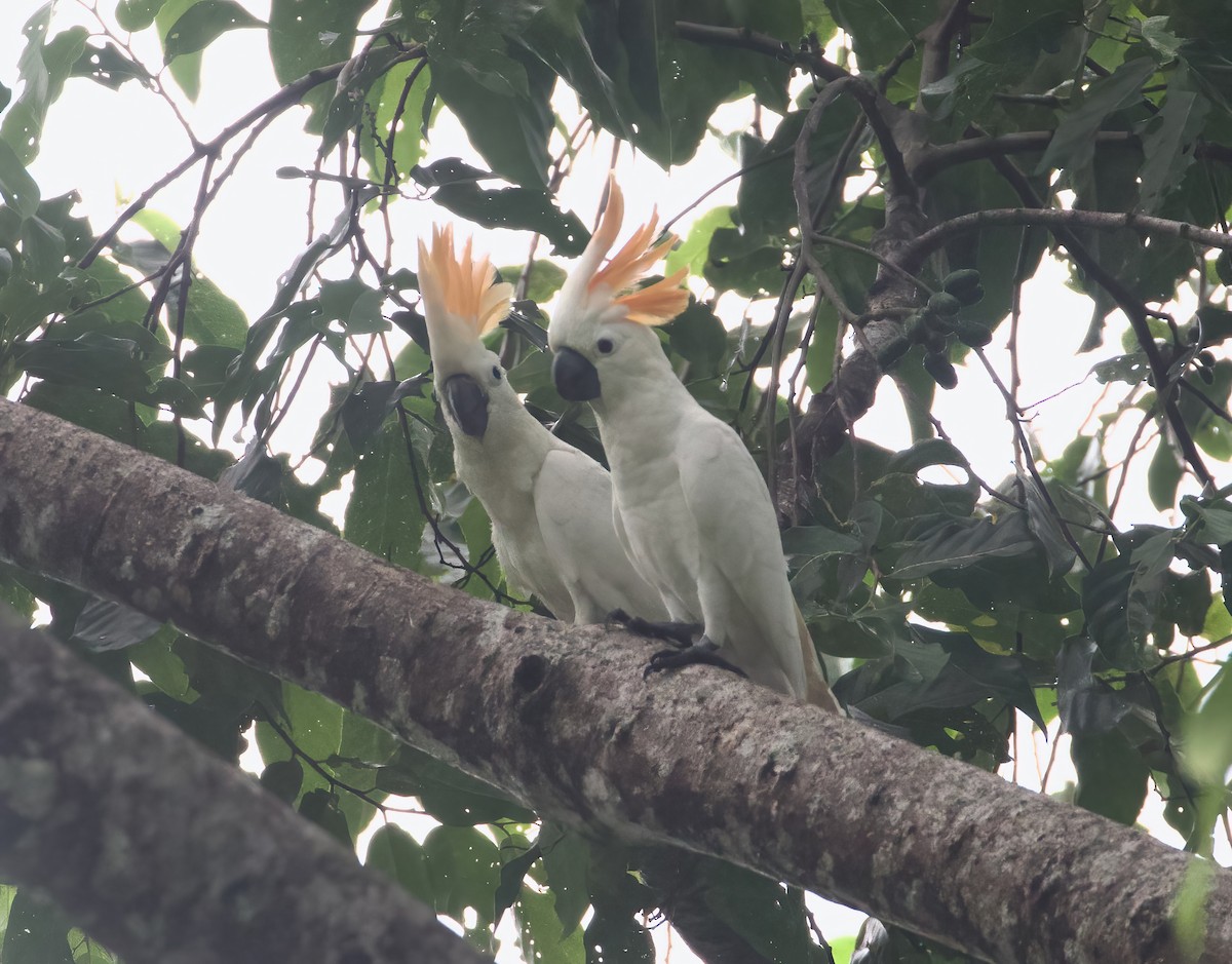 Citron-crested Cockatoo - ML617462423