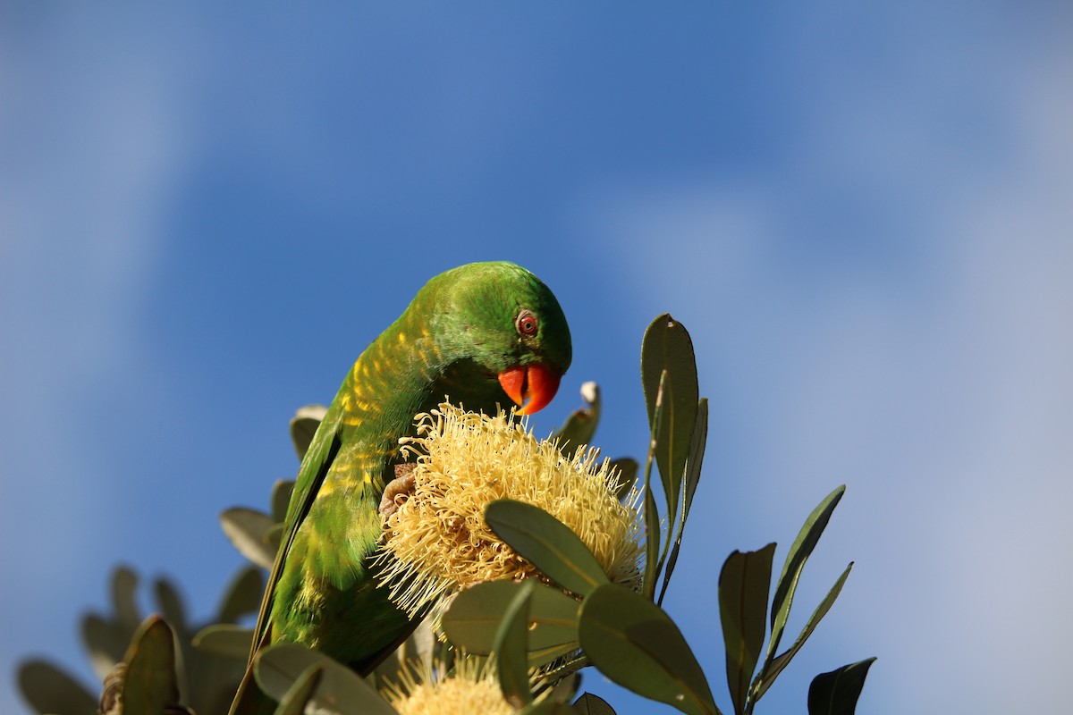 Scaly-breasted Lorikeet - ML617462429