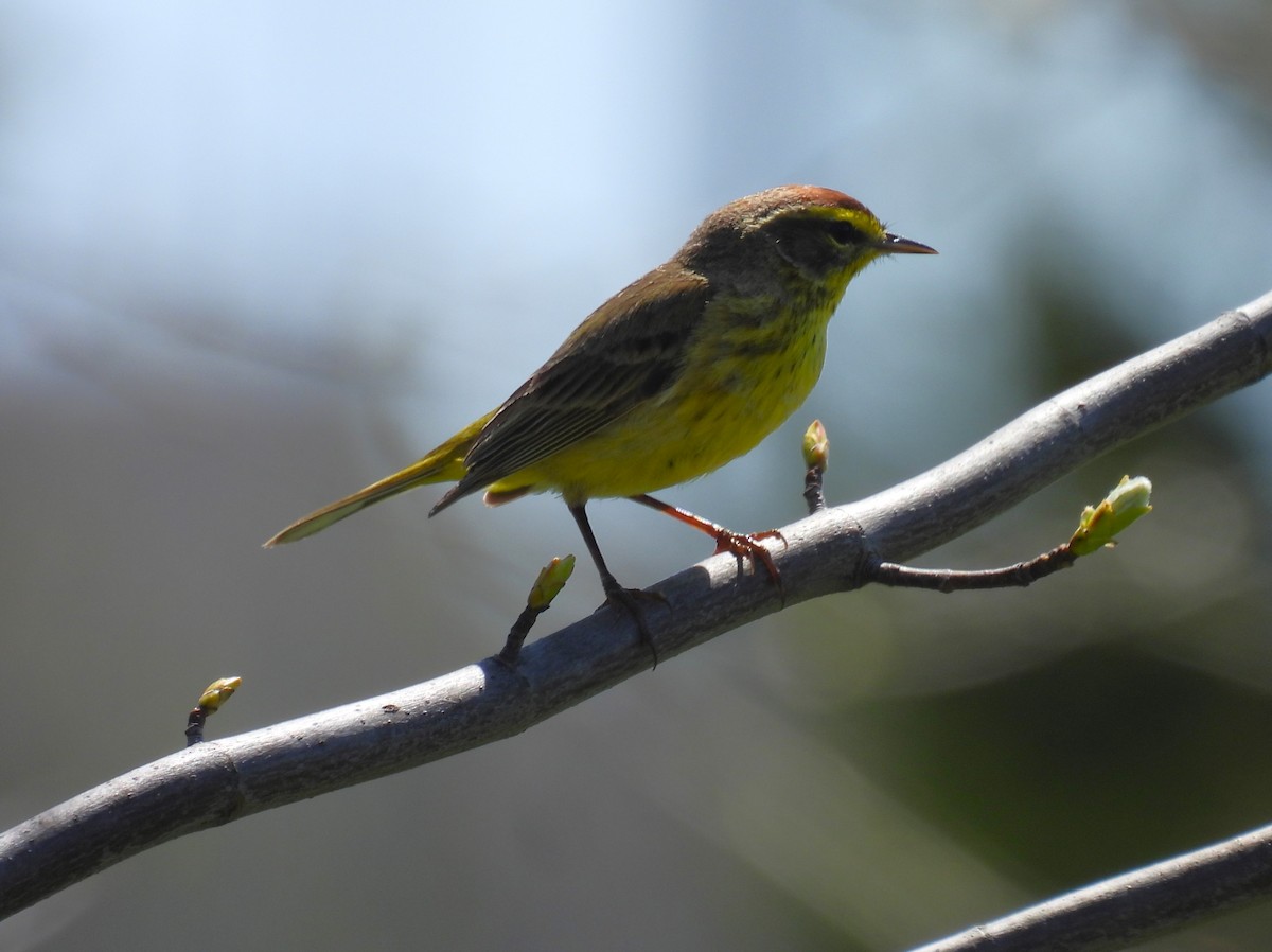 Palm Warbler - Jennifer Wilson-Pines