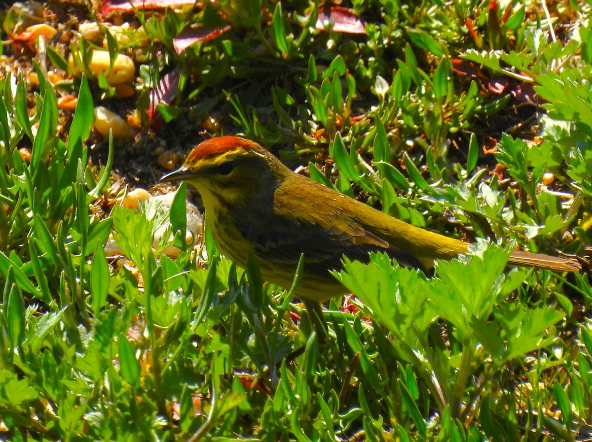 Palm Warbler - Jennifer Wilson-Pines