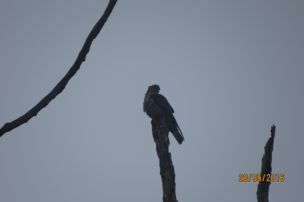 Pacific Baza - Hitomi Ward