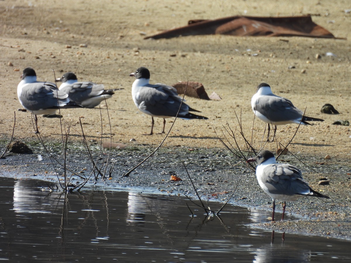 Mouette atricille - ML617462510