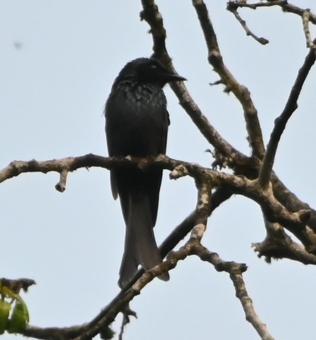 Bronzed Drongo - Nanda Ramesh