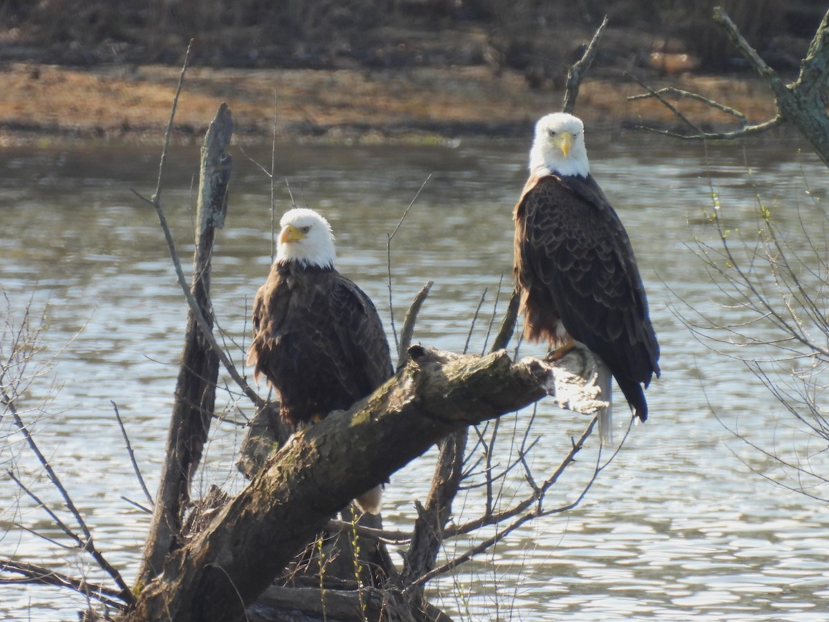 Bald Eagle - ML617462536