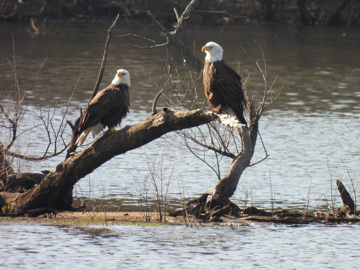 Bald Eagle - ML617462537