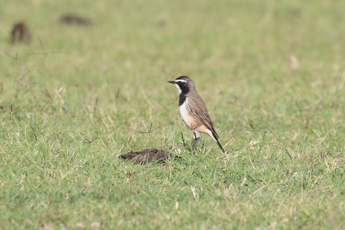 Capped Wheatear - Fikret Ataşalan