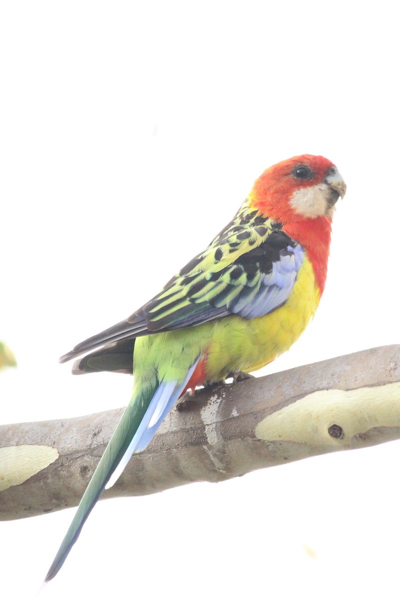 Eastern Rosella - ML617462544