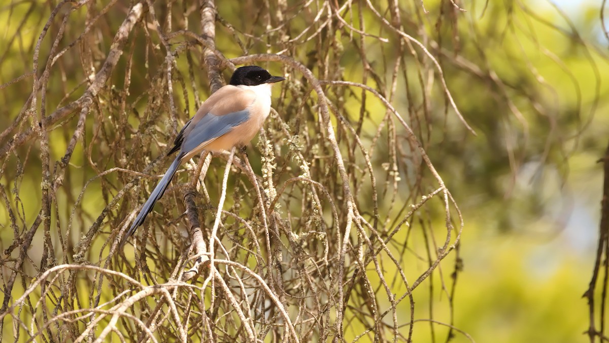 Iberian Magpie - ML617462591