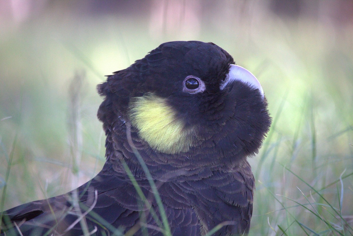 Cacatúa Fúnebre Coliamarilla - ML617462600