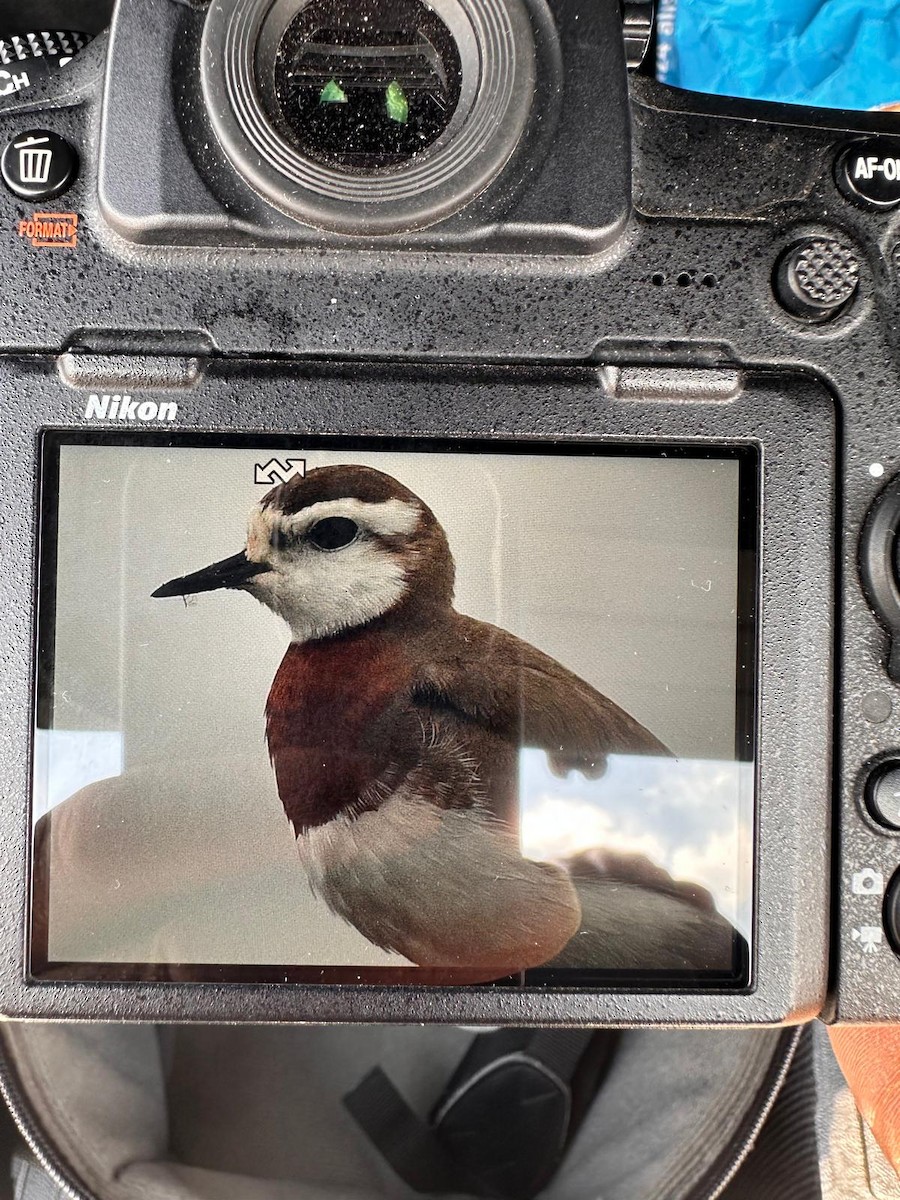 Caspian Plover - ML617462607
