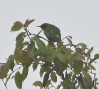 Golden-fronted Leafbird - Nanda Ramesh