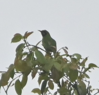 Golden-fronted Leafbird - Nanda Ramesh