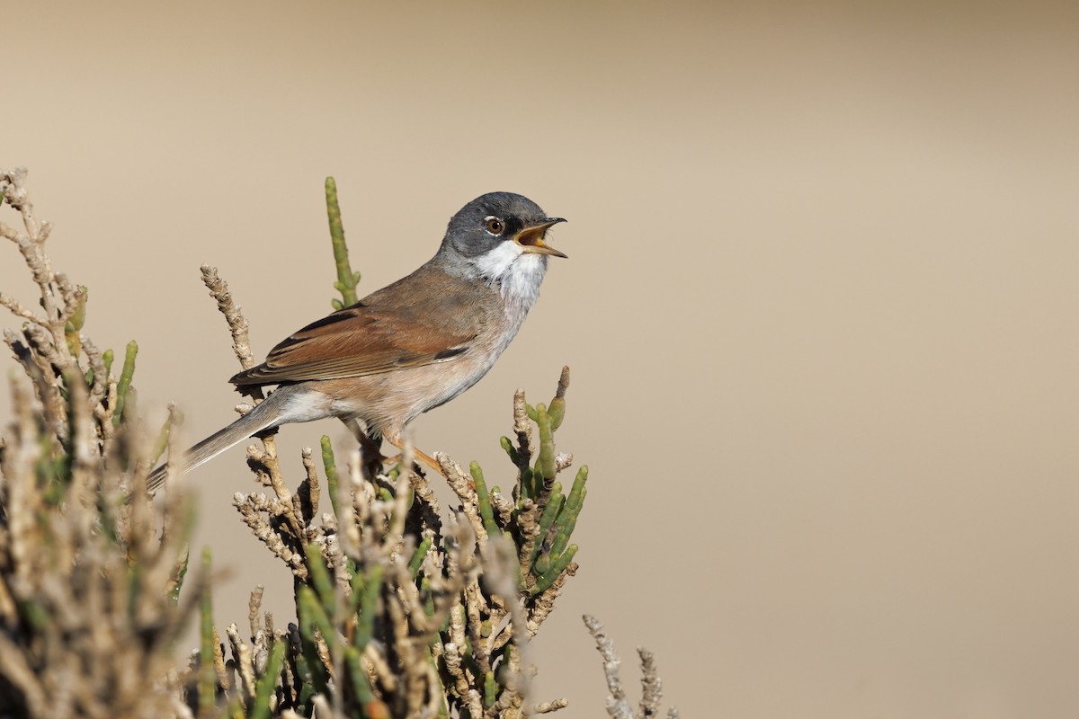 Spectacled Warbler - Marco Valentini