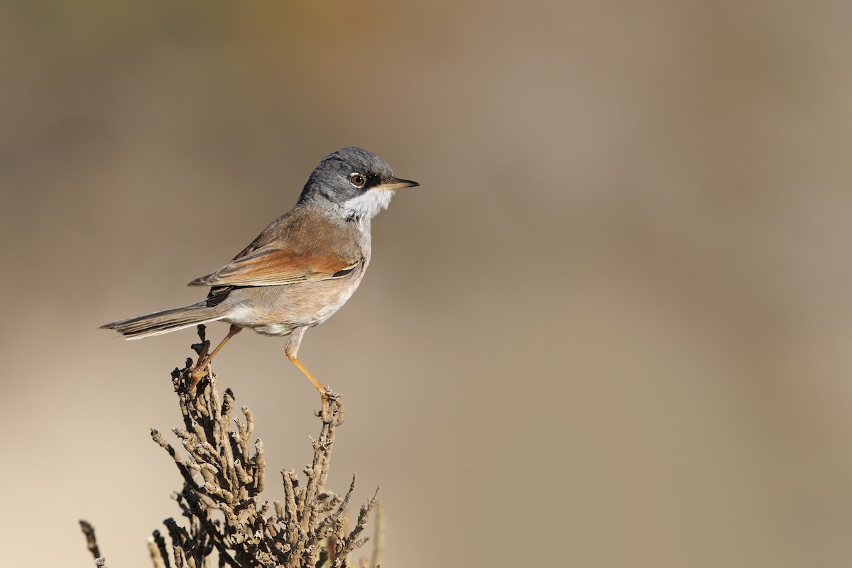 Spectacled Warbler - Marco Valentini