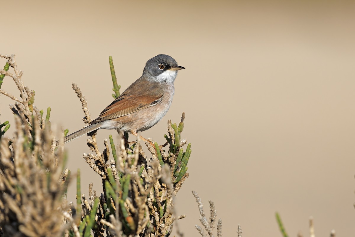 Spectacled Warbler - Marco Valentini