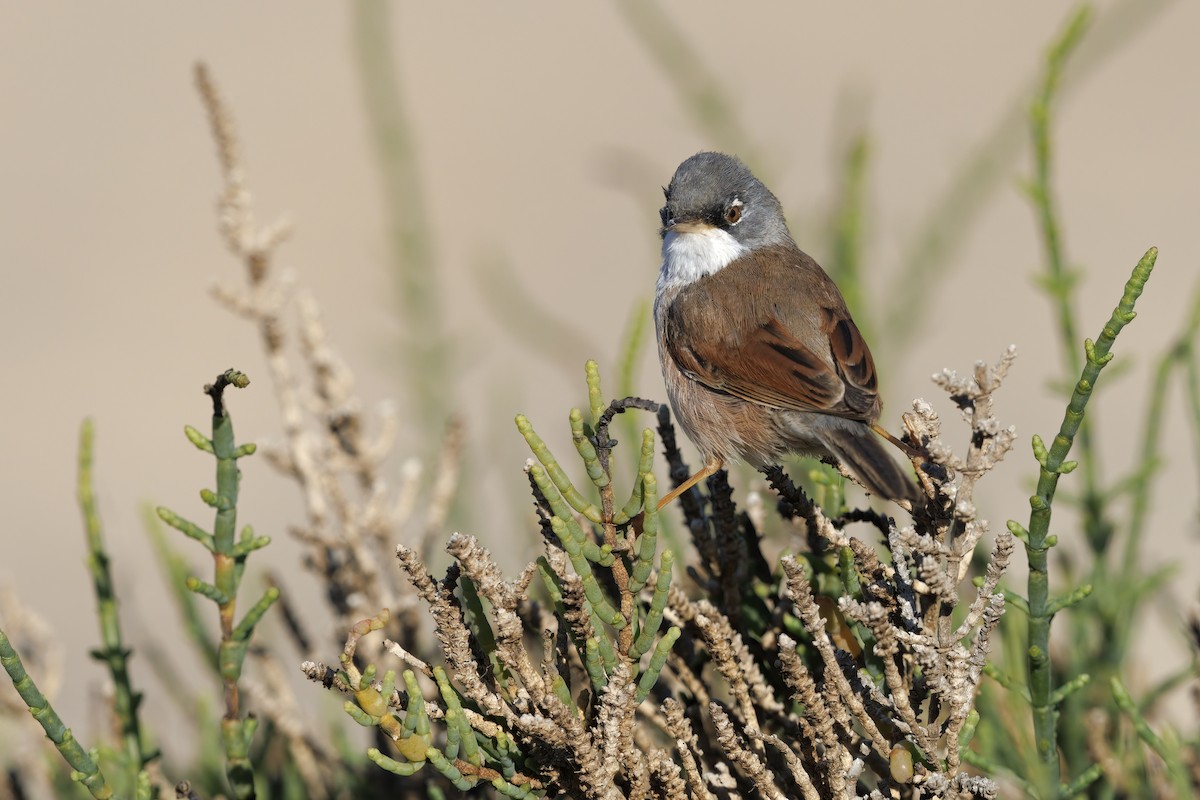 Spectacled Warbler - Marco Valentini