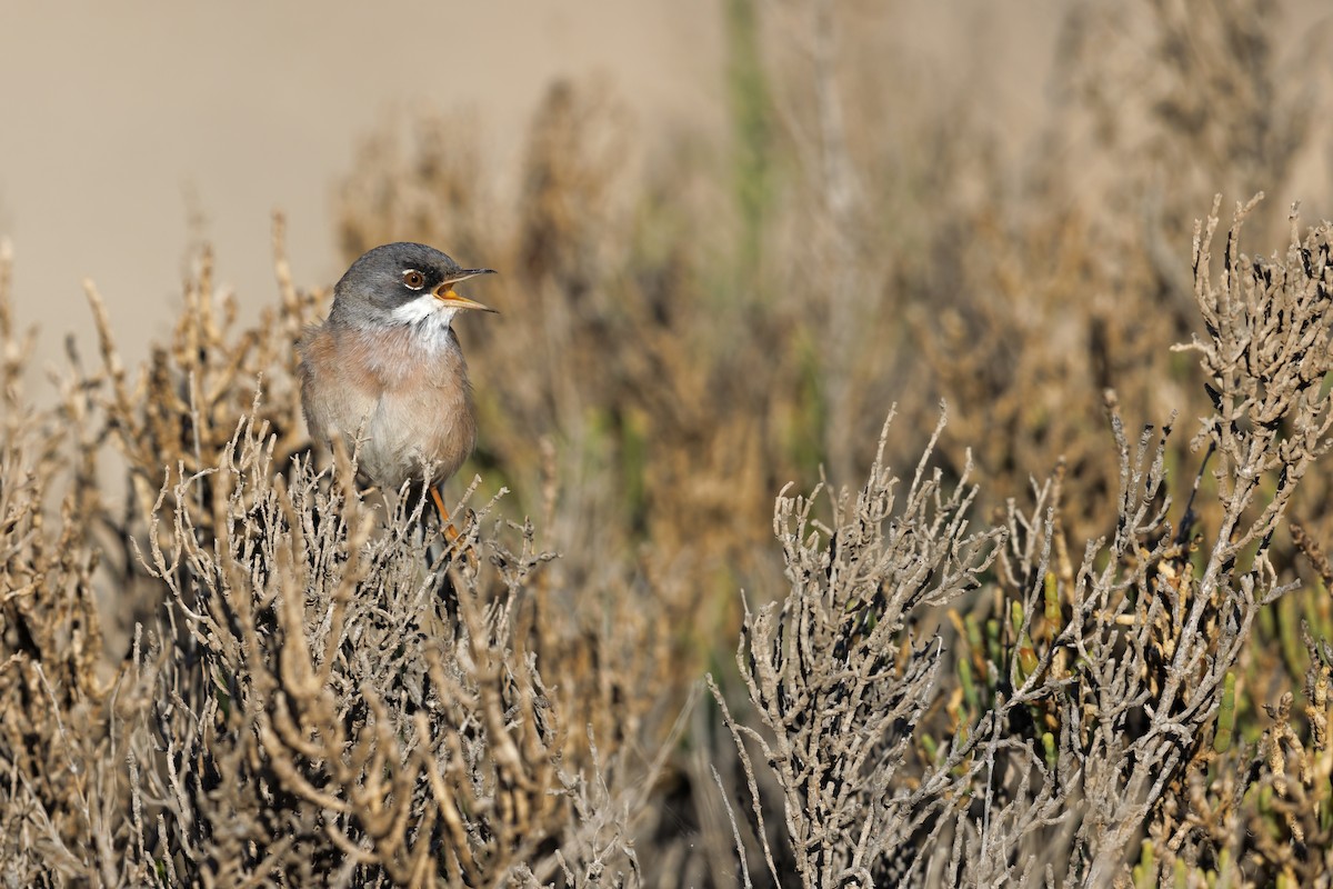 Spectacled Warbler - Marco Valentini