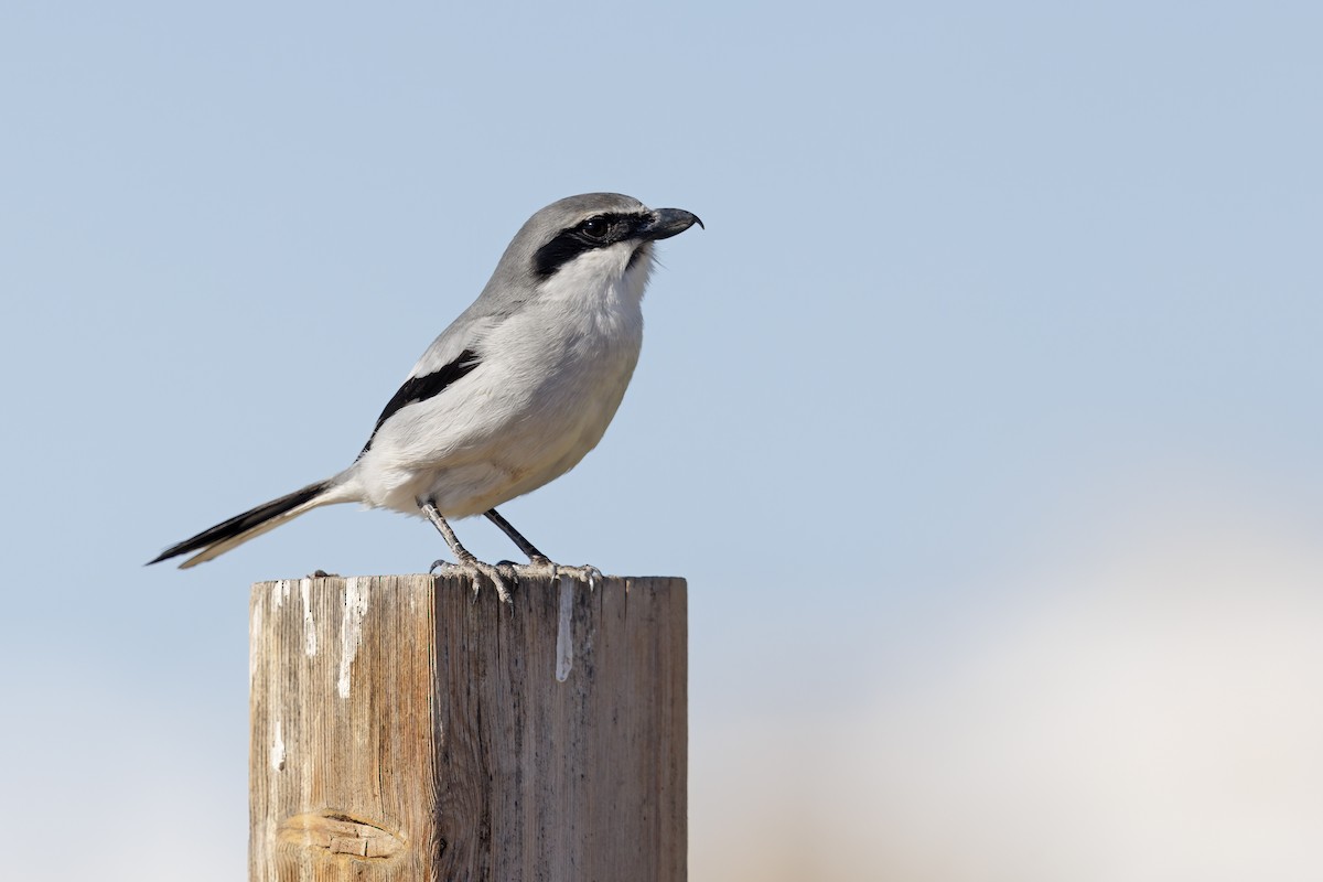 Great Gray Shrike - Marco Valentini