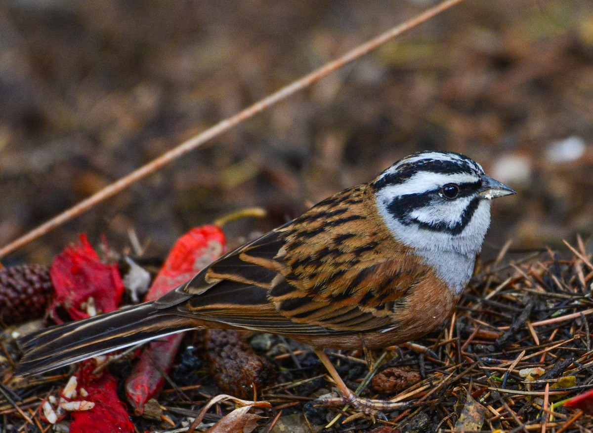 Rock Bunting - ML617462746