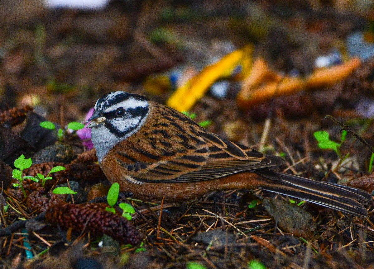 Rock Bunting - ML617462747