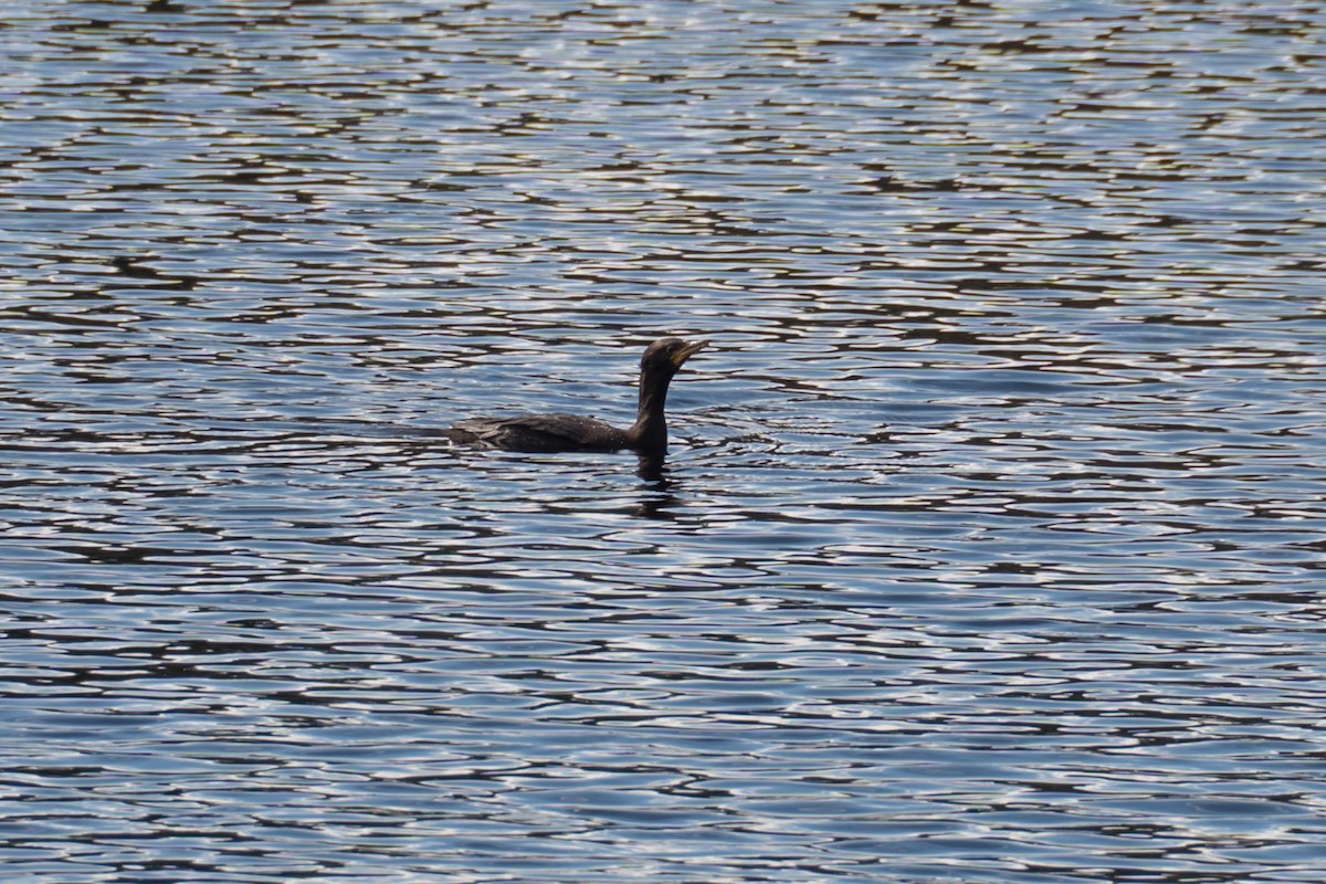 Great Cormorant - Ashok Kolluru