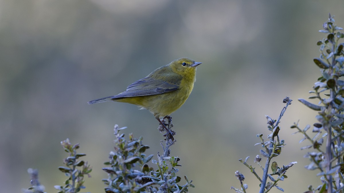 Orange-crowned Warbler - ML617462762