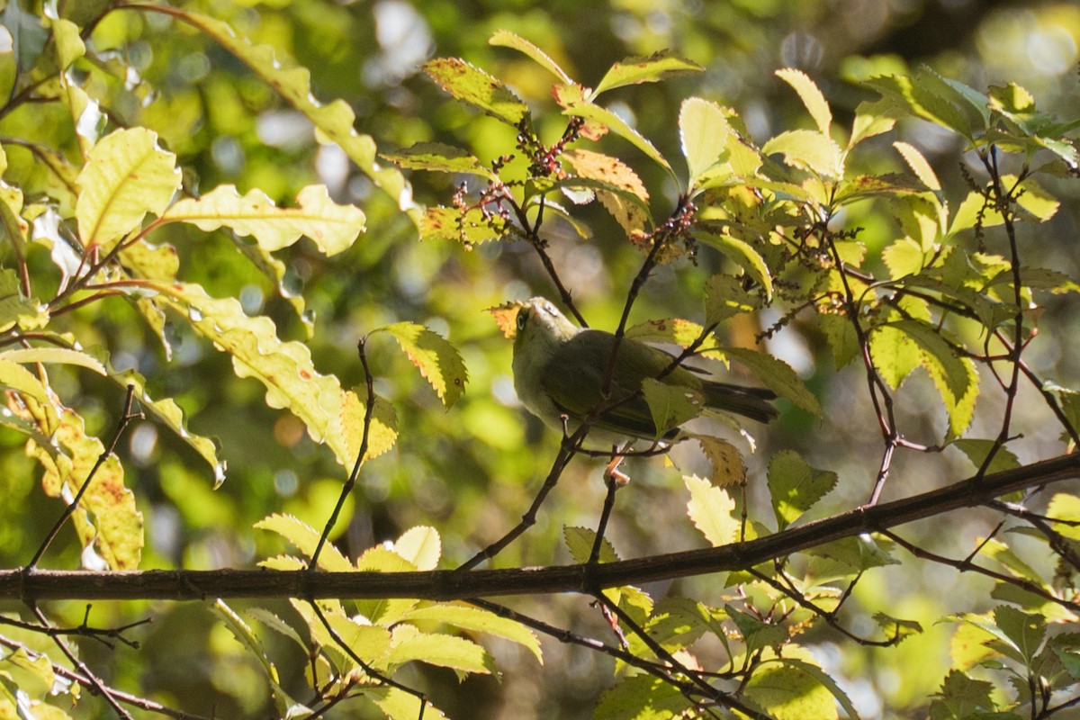 Silvereye - ML617462764