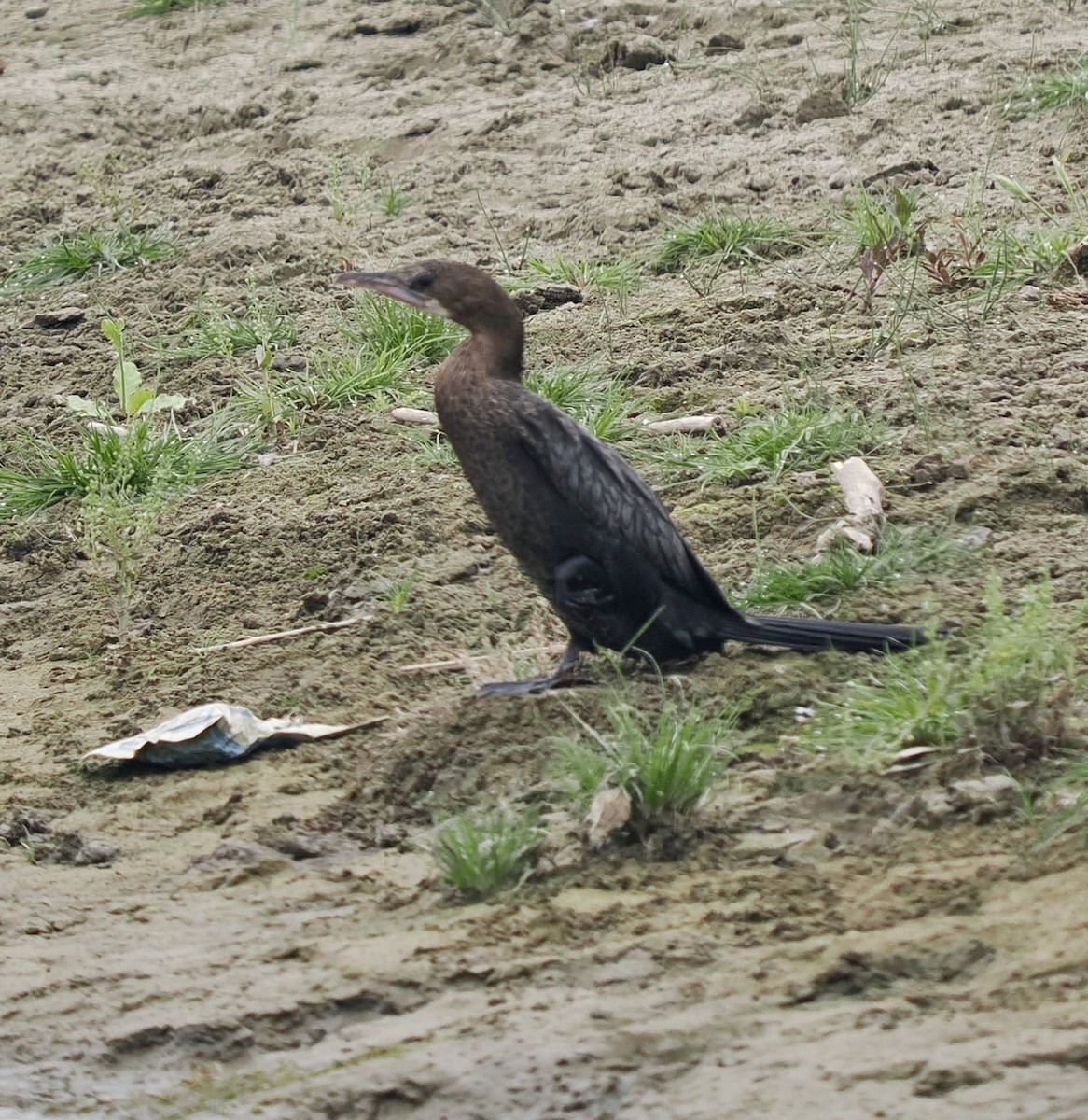 Little Cormorant - ML617462797