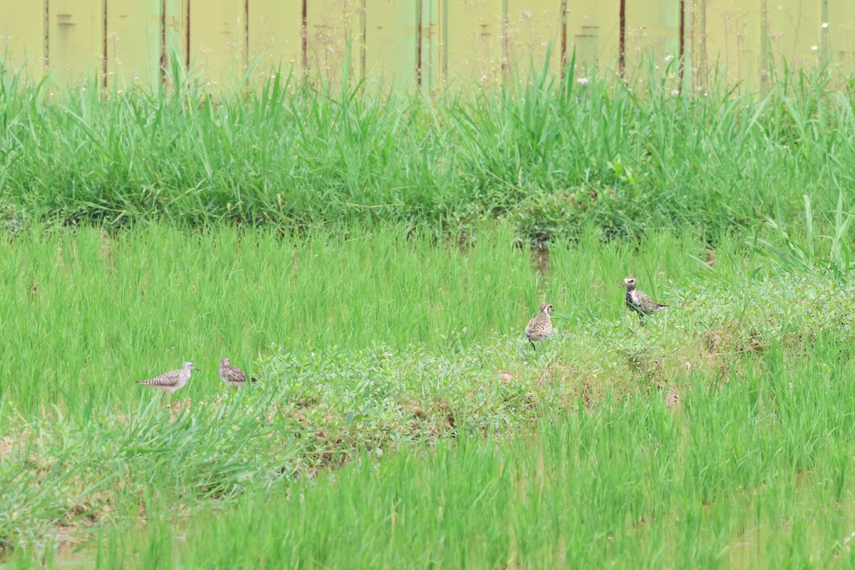 Wood Sandpiper - ML617462798