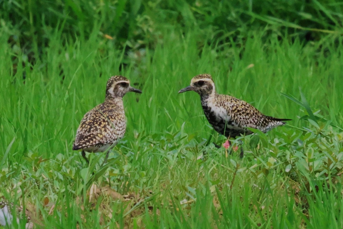 Pacific Golden-Plover - ML617462803