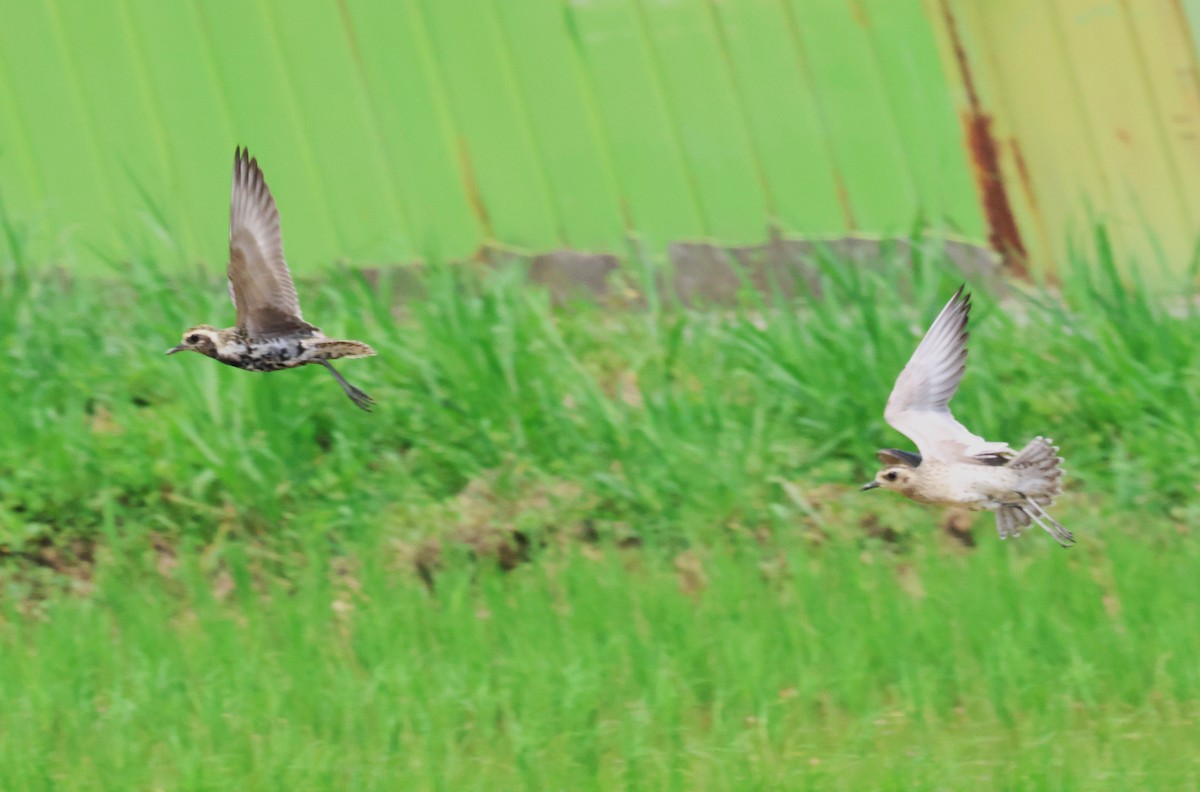 Pacific Golden-Plover - ML617462807