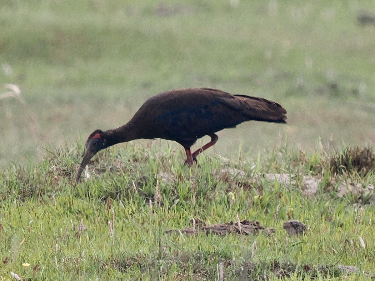 Red-naped Ibis - ML617462809