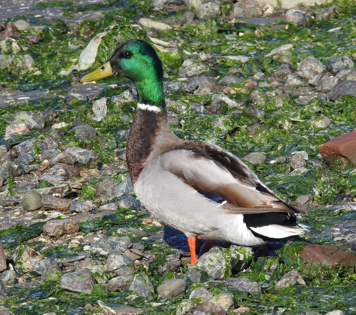 Mallard - Anonymous