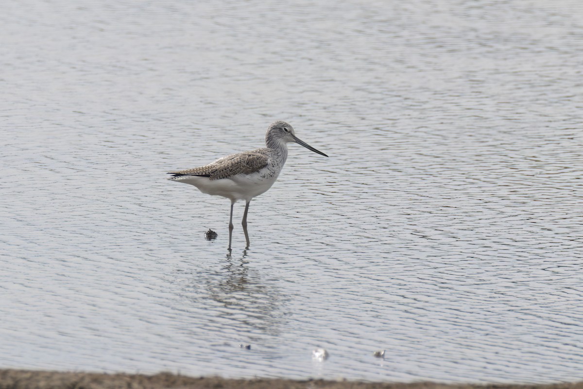 Common Greenshank - ML617462918