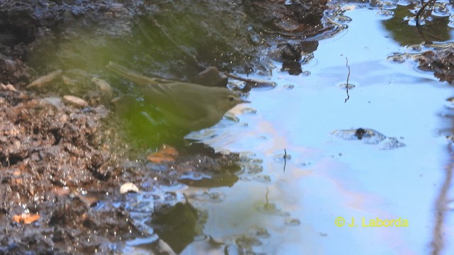 Western Bonelli's Warbler - ML617462945