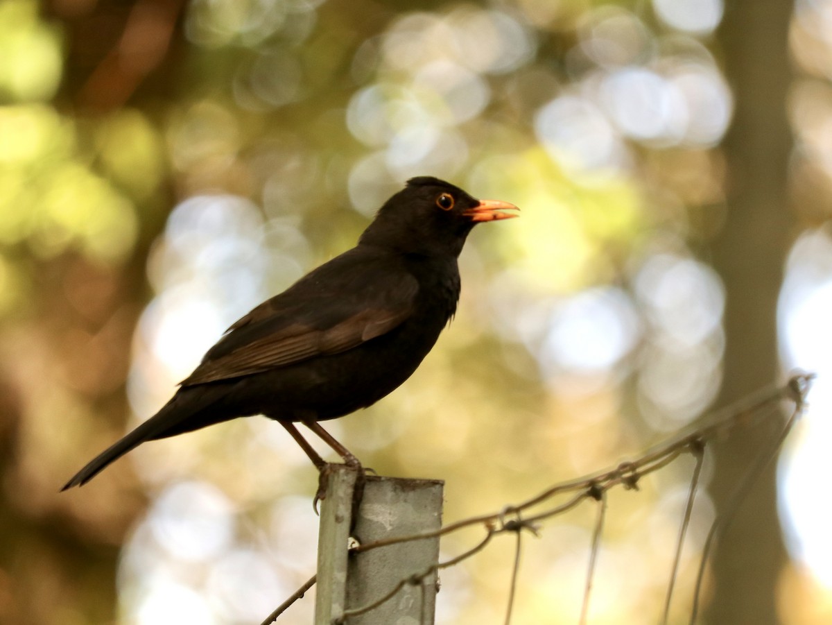 Eurasian Blackbird - ML617462965