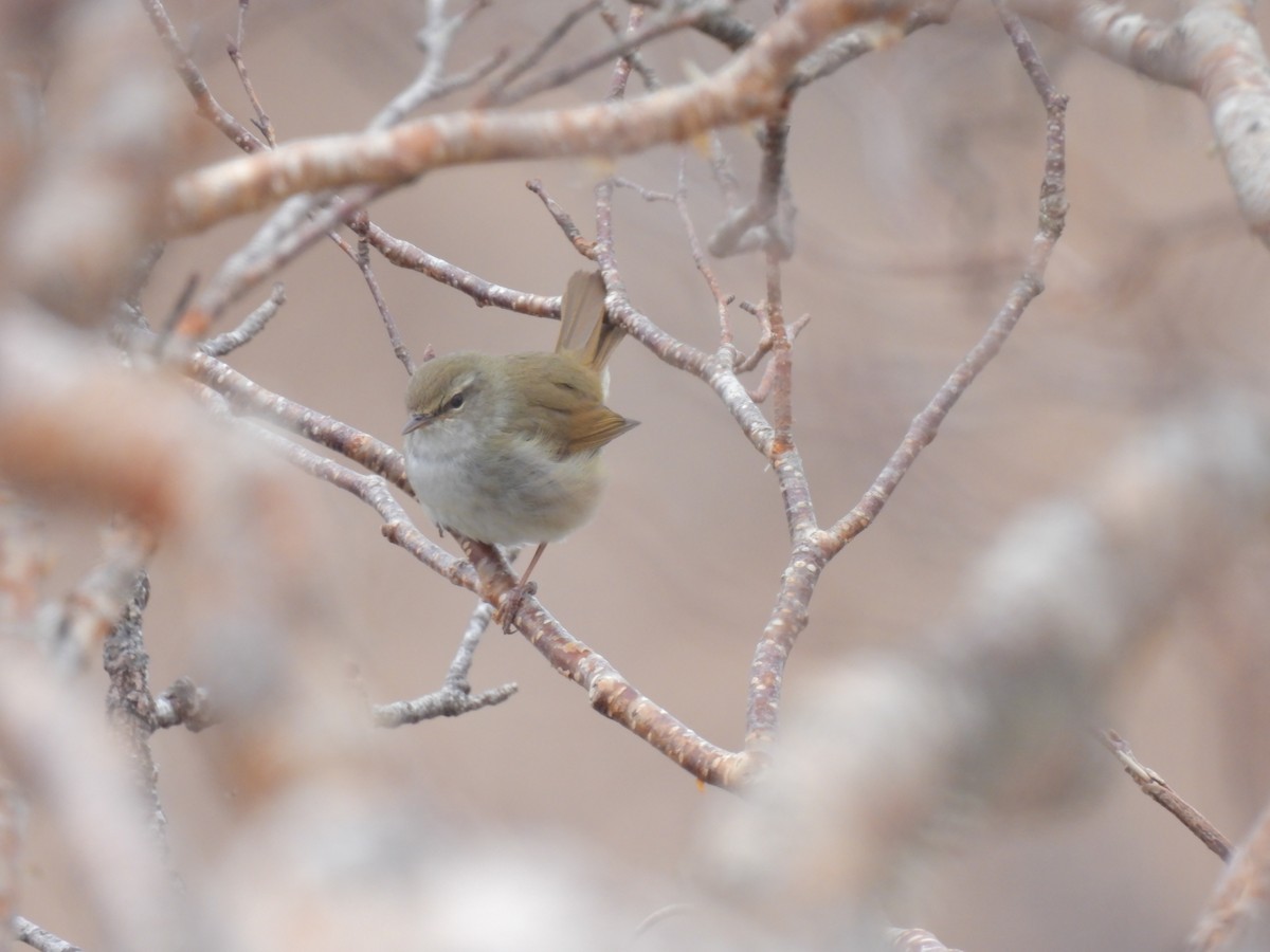 Japanese Bush Warbler - 一成 菊地